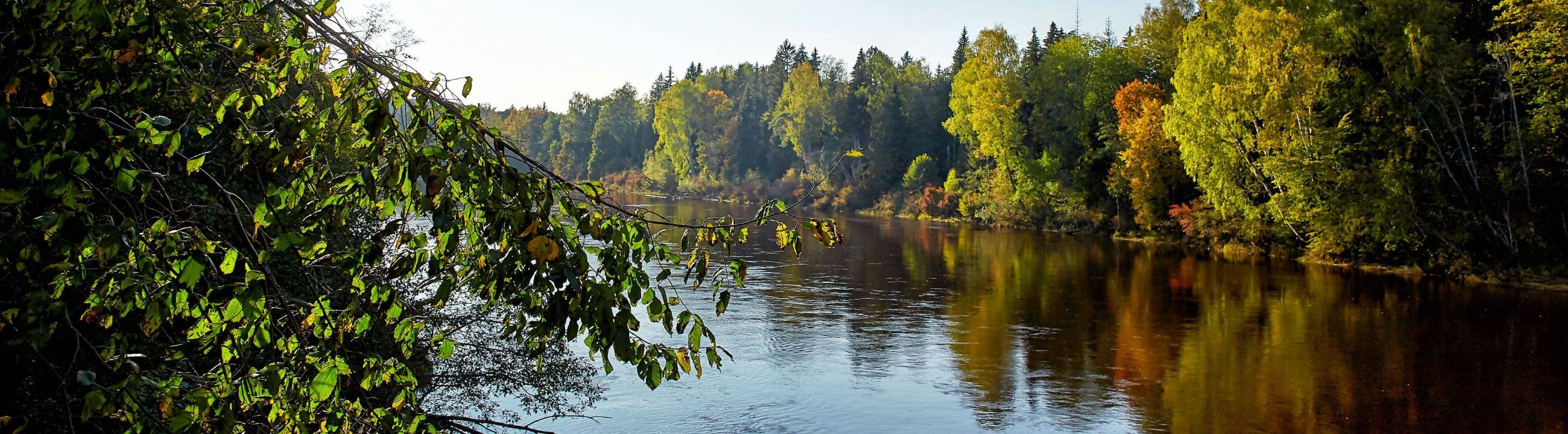 Big Pit Rollen - Weitwurfrolle für Deadbait - Collection Banner