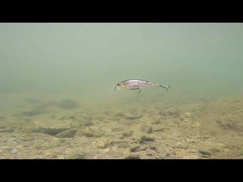 DUO Realis Rozante in Motion Video