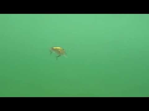 Strike Pro Crankee Diver - Video